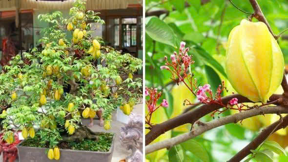 Trồng khế 2 vị trí này: Trấn yểm của cải, 10 nhà làm thì 9 nhà đổi vận thành công, nghèo hóa giàu