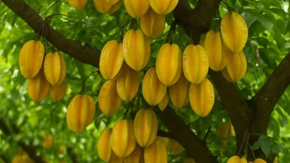 Trồng khế 2 vị trí này: Trấn yểm của cải, 10 nhà làm thì 9 nhà đổi vận thành công, nghèo hóa giàu