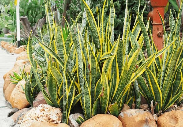 Người thuộc 2 mệnh này trồng Cây Lưỡi Hổ, lộc đến ngập nhà