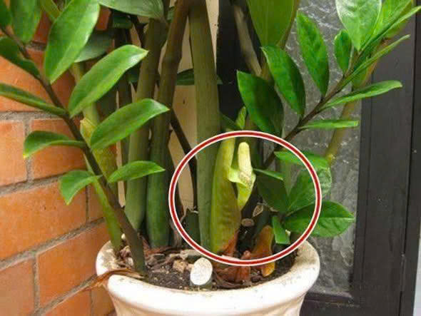 Cây kim tiền kỵ nhất người thuộc 2 mệnh này