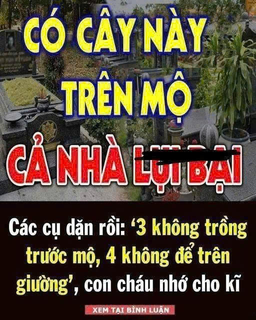 Ông bà dặn: 3 cây CHỚ trồng trước m:ộ, 4 thứ KHÔNG để trên gi:ường
